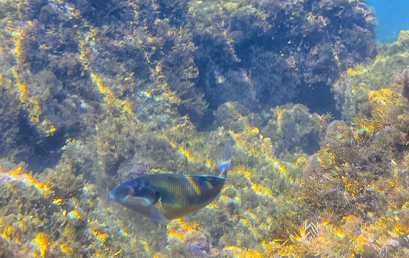 La donzella pavonina: un gioiello del Mediterraneo La donzella pavonina: un gioiello del Mediterraneo